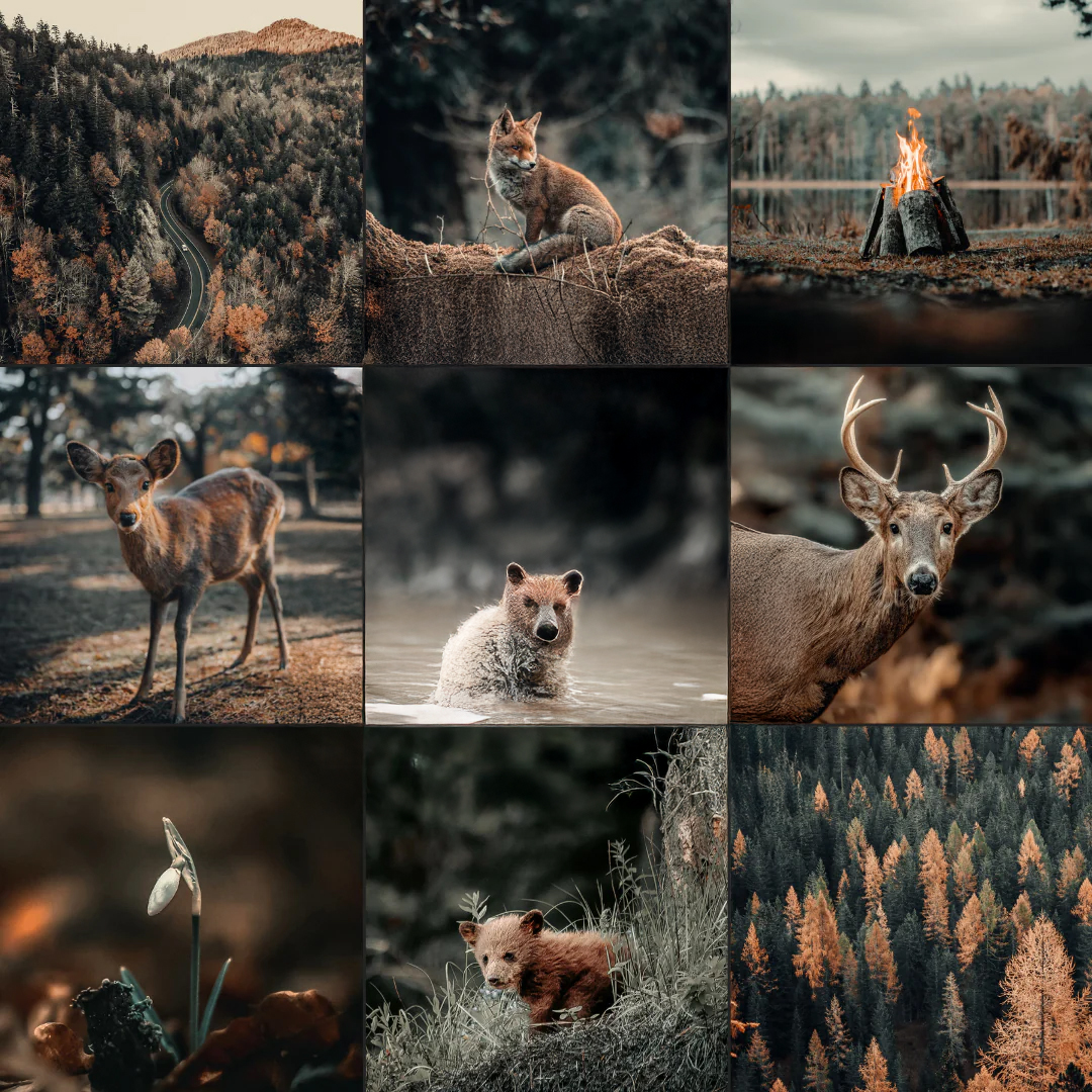 Voorbeeld van Lightroom Preset-Moody-Autumn